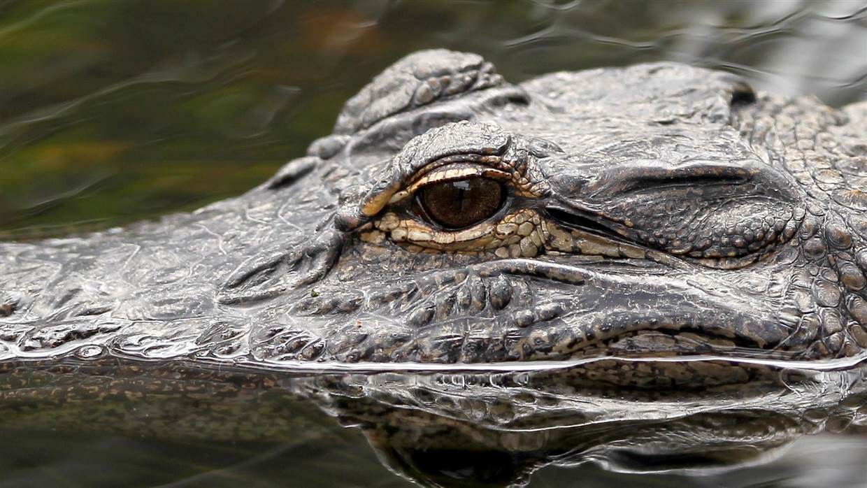 Body of 2-Year-Old Dragged Into Water by Alligator Near Disney Found